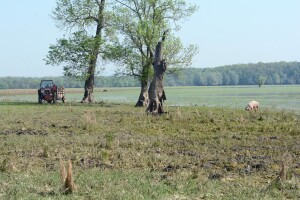 Izmjene Pravilnika o provedbi izravne potpore i IAKS mjera - rokovi dulji, potpore niže