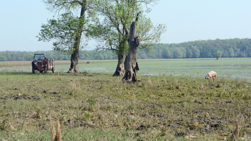 Izmjene Pravilnika o provedbi izravne potpore i IAKS mjera - rokovi dulji, potpore niže