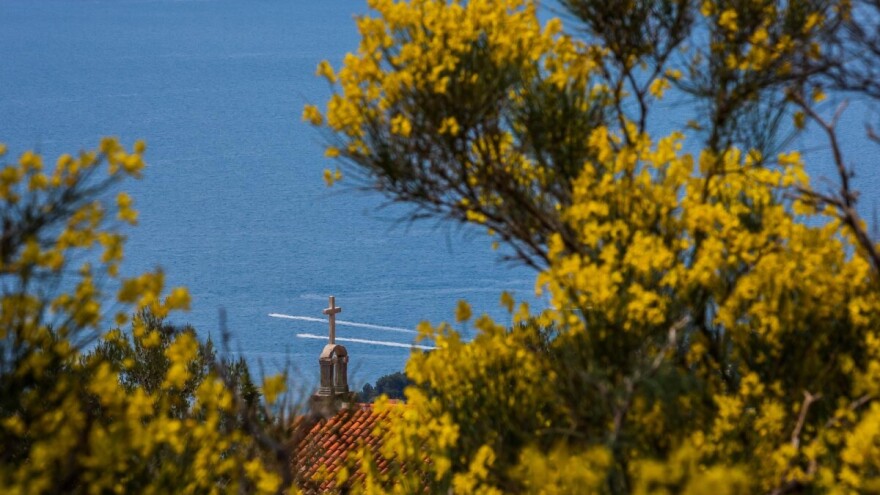Čuvaj se cure kad brnistra procvita!