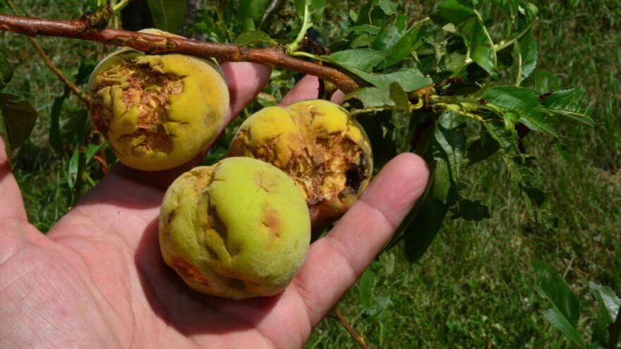 Led u višegodišnjim zasadima: Koje mere oporavka koristiti?