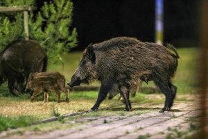 Objavljen natječaj: Za sprječavanje štete od divljači dva milijuna kuna