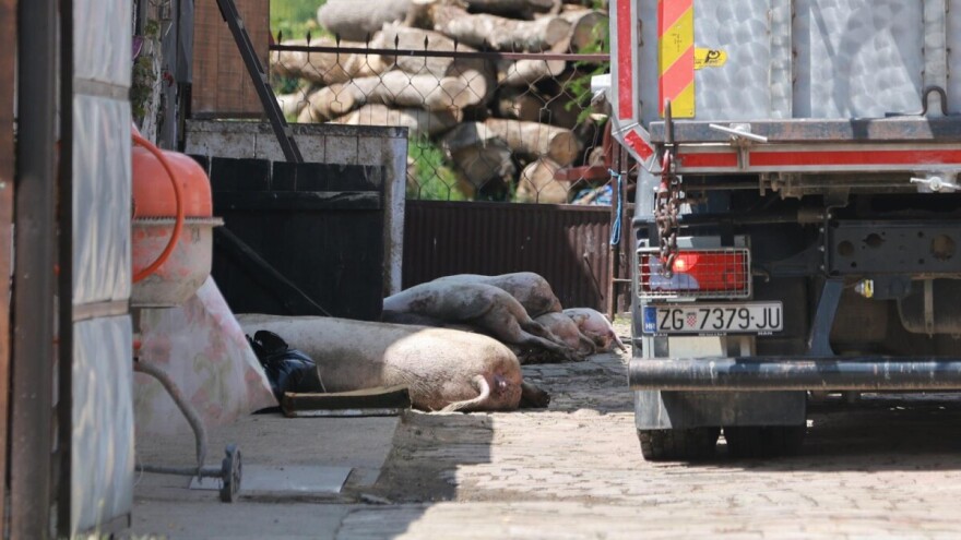 Sve više slučajeva bedrenice u Zagori, u Baranji eutanazirane 253 svinje na 20 gospodarstava
