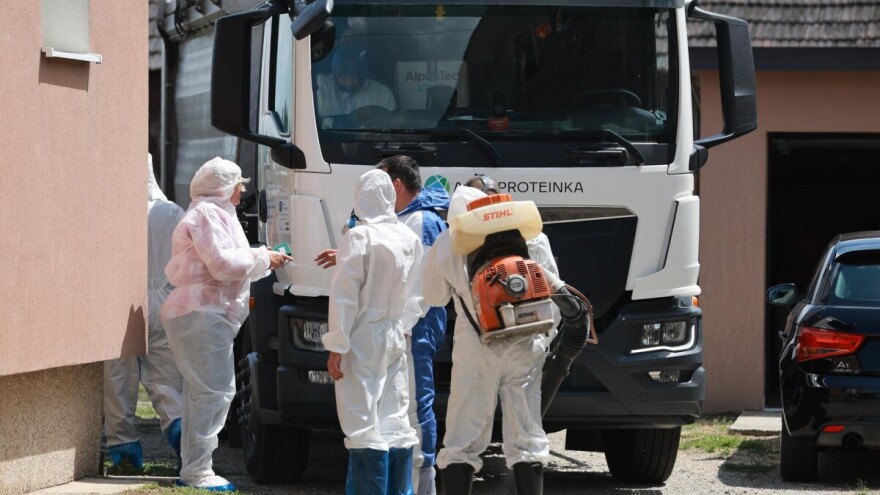 Širi se Osječko-baranjskom županijom: Afrička svinjska kuga potvrđena i u Općini Erdut