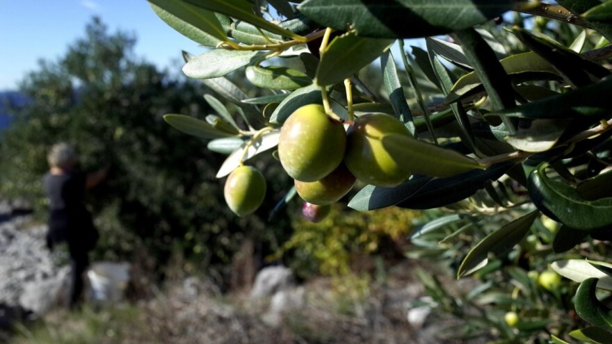 Korisni kukci u masliniku: Osica uništava muhu, a bubamara uši