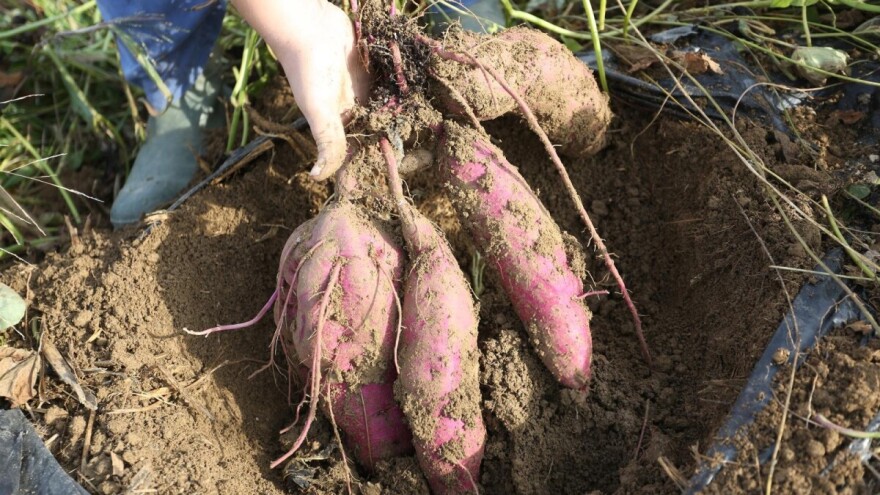 Istraživanje dokazalo: Batat ispušta miris kako bi se obranio od štetnika