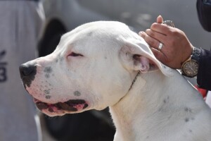 Kravu zaskočile tri bijele argentinske doge i izgrizle do smrti