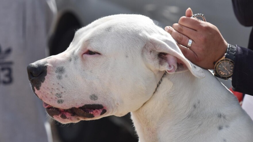 Kravu zaskočile tri bijele argentinske doge i izgrizle do smrti