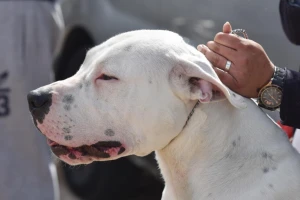 Kravu zaskočile tri bijele argentinske doge i izgrizle do smrti