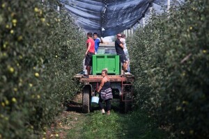 Sve što trebate znati o zapošljavanju na sezonskim poslovima u poljoprivredi