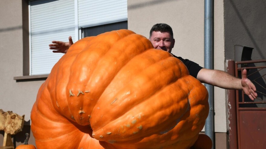Željko Ivorek proizveo tikvu tešku 326 kilograma - u planu je i teža