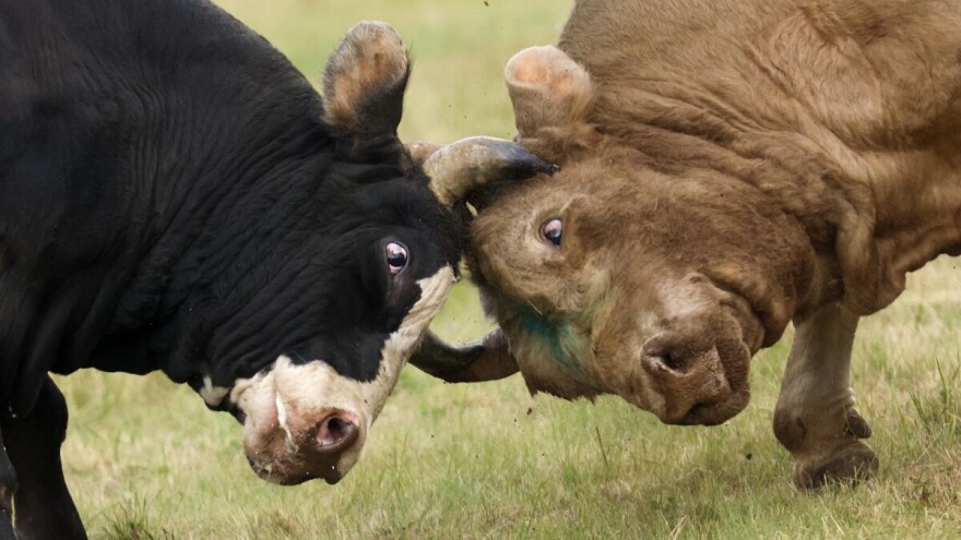 Dignuti i dronovi: Dva bika pobjegla iz klaonice u Kaštelima