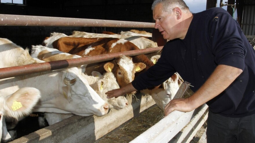 Bruceloza na imanju Stipe Gabrića Jambe, u tijeku eutanazija zaražene stoke