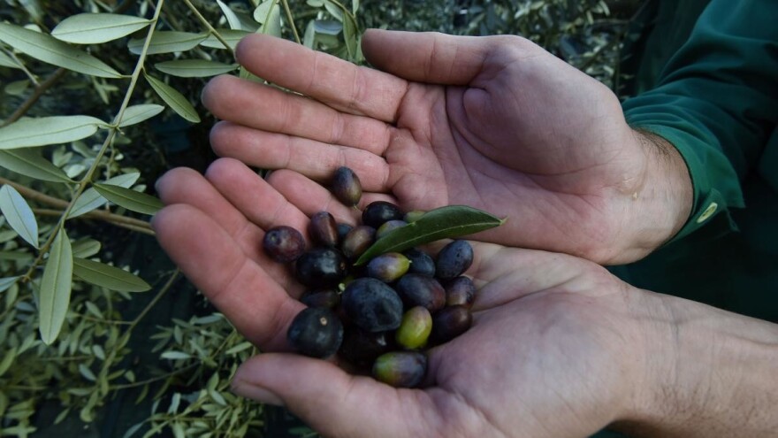 U Istri će neki i preskočiti berbu? Desetkovan urod u maslinicima od Savudrije do Prevlake