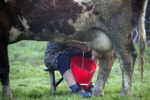HPK: Tko može, molimo da donira stočnu hranu, gorivo i mehanizaciju