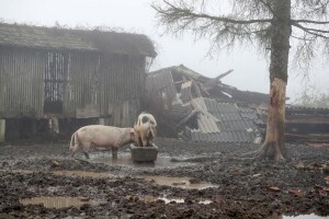 Na stradalo područje stiglo 130 tona stočne hrane, 90 grla je premješteno