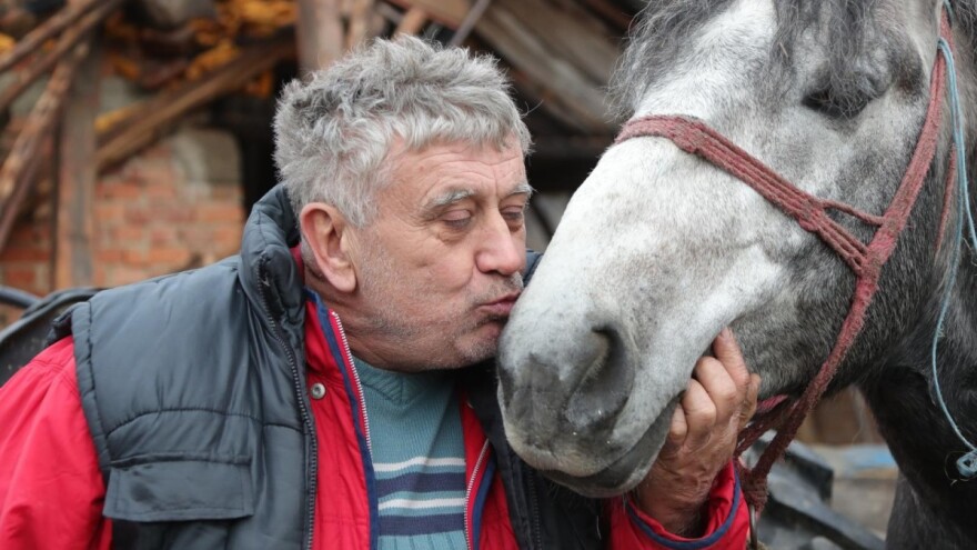 Zekan je spašen, uzgajivači skupljaju podatke i o drugim konjima
