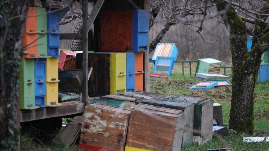 Potres napravio ogromne štete pčelarima: Upitno preživljavanje zajednica