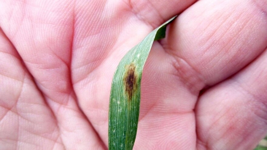 Mrežasta i ramuliariozna pjegavost ječma - simptomi i suzbijanje