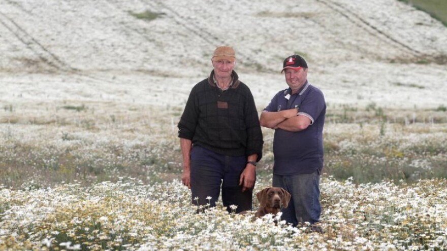 Upotreba buhača u ekološkoj poljoprivredi