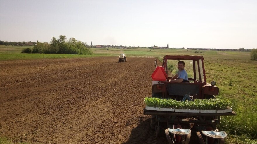 Kišno vrijeme pogoduje sadnji povrća, prve glavice zelja ubirat će u srpnju