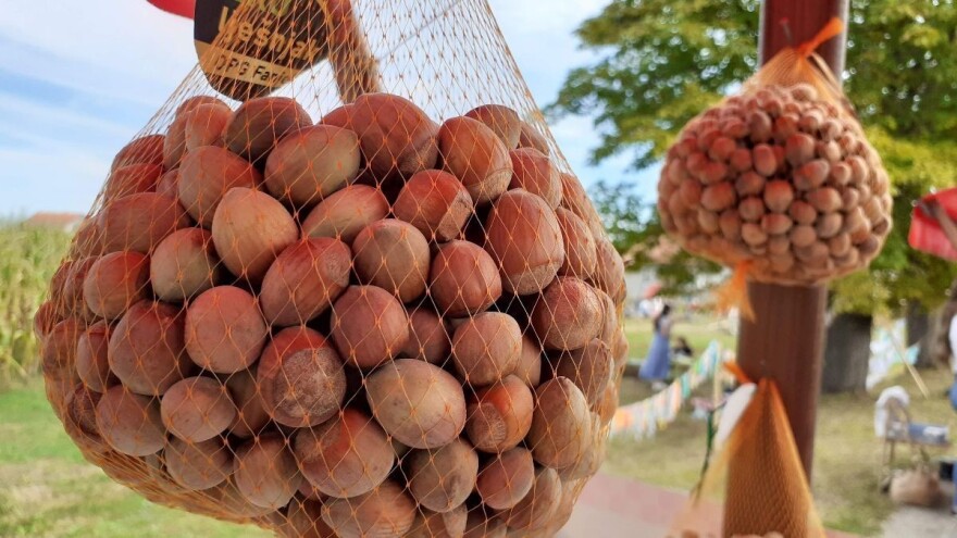 Samo udruženi lješnjikari mogu postići nižu cijenu repromaterijala i bolju prodaju lješnjaka