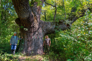 Spasili od sječe 109.300 ha starih šuma - dobili posebnu nagradu Natura 2000