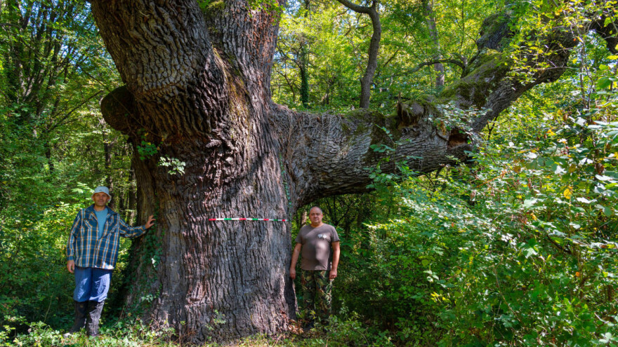 Spasili od sječe 109.300 ha starih šuma - dobili posebnu nagradu Natura 2000