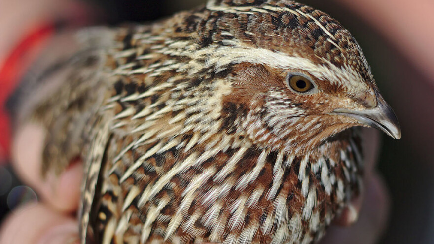 Mnoge koristi od japanskih prepelica - jaja za zdravlje, ljuske za đubrivo