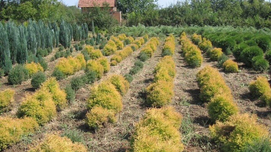 Tuje su najtraženije četinarske vrste