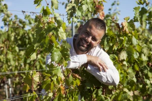 Izgubili smo 10 posto vinograda u Hrvatskoj, a babić je na zalasku karijere