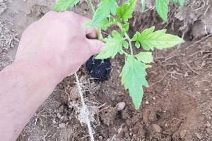 Kada je pravo vrijeme za sadnju krastavca i rajčice na otvoreno?