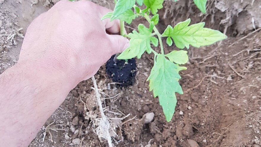 Kada je pravo vrijeme za sadnju krastavca i rajčice na otvoreno?