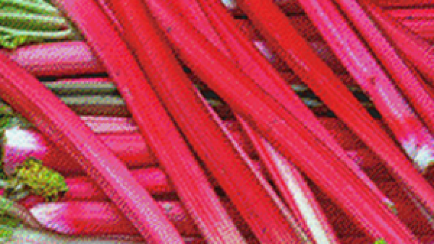 Rabarbara, zaboravljeno povrće