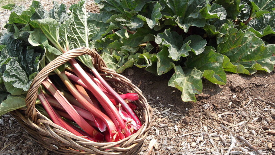 Švajcarci otkrili: Sok od rabarbare bolji je od askorbinske kiseline - odlična vijest za organske proizvođače