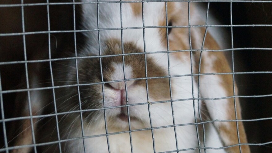 Upitna dobrobit kunića uzgajanih u EU?