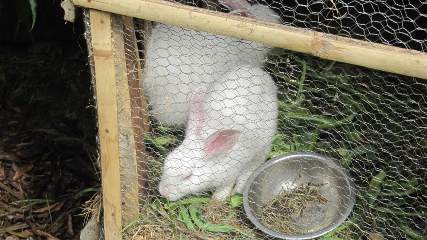 Kokcidioza kunića - bolest pogrešne ishrane