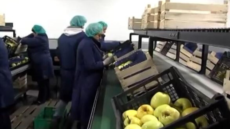 Rabo povećao izvoz jabuke!