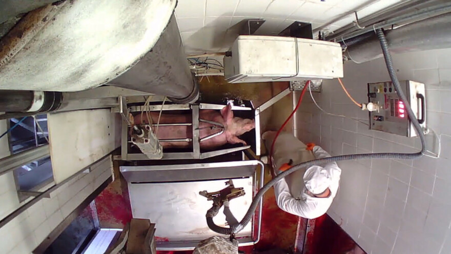 Skrivene kamere u klaonici: Neomamljene životinje iskrvare pri punoj svijesti?