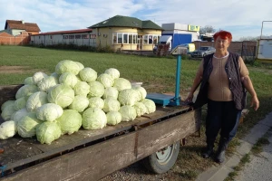 Futoški kupus je stigao, ali mušterija nema?