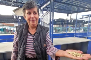Stari, zaboravljeni pasulj "sumporaš" skuplji i od mesa