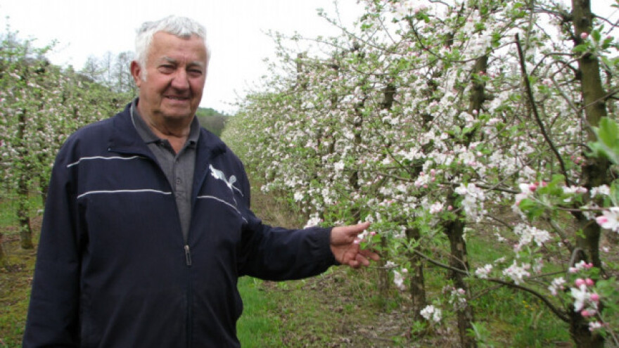 Sam u osmoj deceniji orezao 4.000 voćaka!