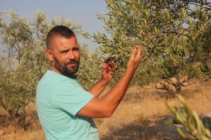 Masline u crvenom - zbog klimatskih promjena i berba će krenuti ranije