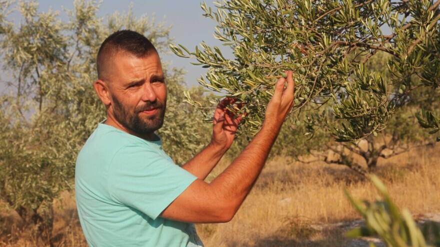 Masline u crvenom - zbog klimatskih promjena i berba će krenuti ranije