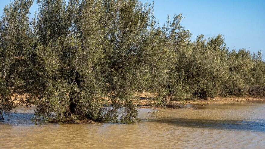 Poljoprivreda Andaluzije na koljenima, gubici u maslinarstvu veći od 200 milijuna eura