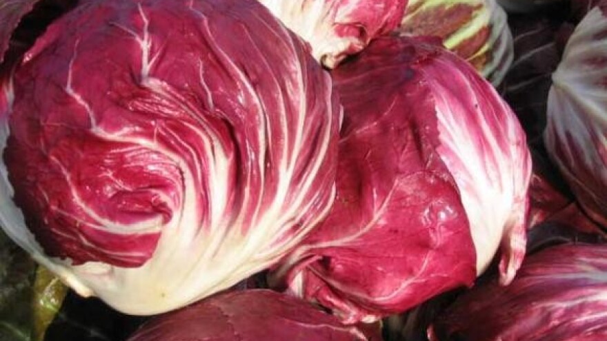 Radič - uzgoj cijele godine