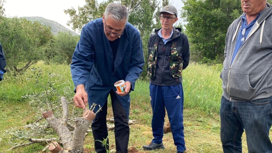Prijavite se na besplatnu školu kalemljenja masline