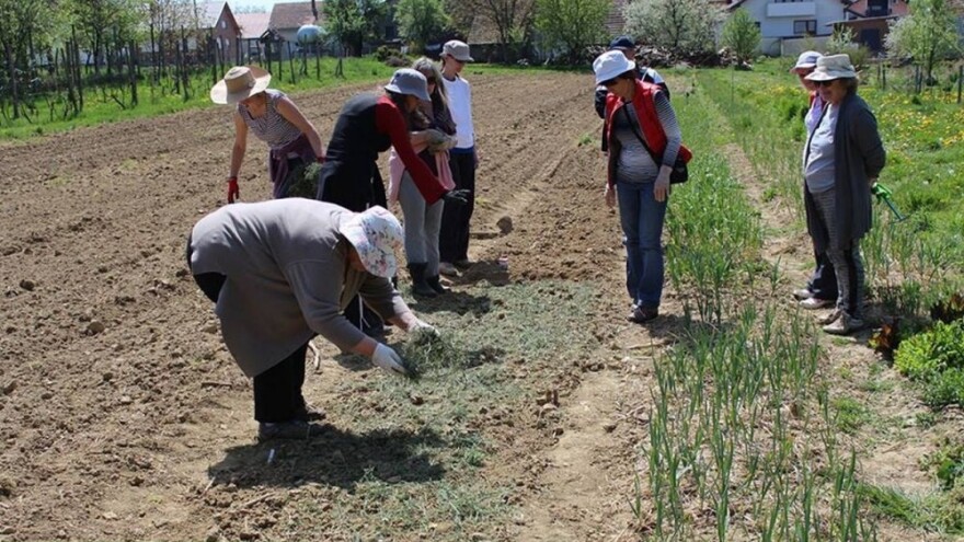 Tranzicija u Maksimiru - posadi sam!