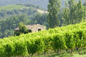 Posjetite stručne radionice za vinare