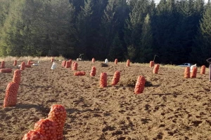 Krompir sa 1.100 metara nadmorske visine: Stojkovići proizveli 40 tona od tri sorte