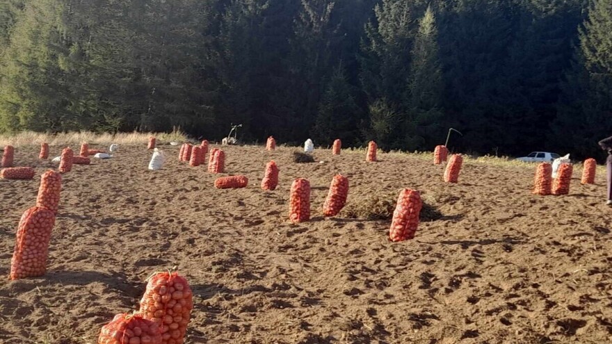 Krompir sa 1.100 metara nadmorske visine: Stojkovići proizveli 40 tona od tri sorte